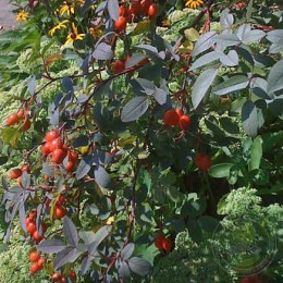 Роза сизая / Шиповник сизый