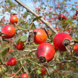 Роза краснолистная / сизая Карменетта