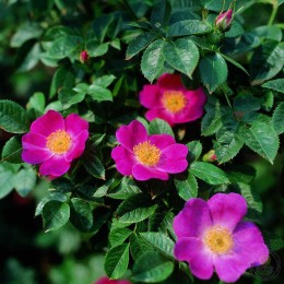 Роза собачья Кизе