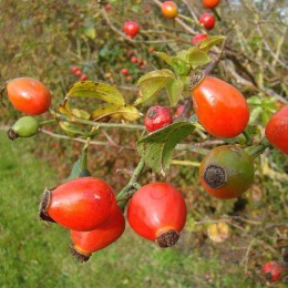 Роза собачья Кизе