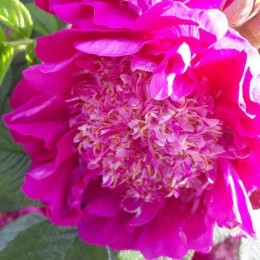 Роза Сувенир де Трелаз