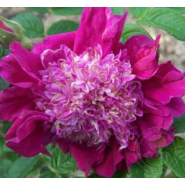 Роза Сувенир де Трелаз