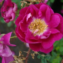 Роза бедренцеволистная Уильям III