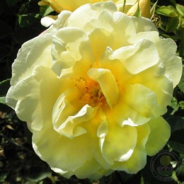 Роза Йеллоу Дагмар Хаструп