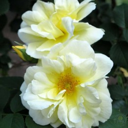 Роза Йеллоу Дагмар Хаструп