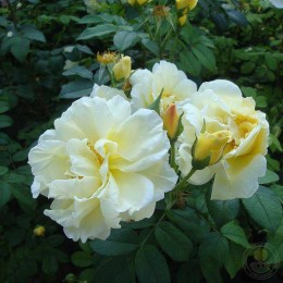 Роза Йеллоу Дагмар Хаструп