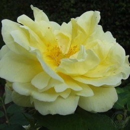 Роза Йеллоу Дагмар Хаструп