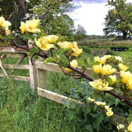 Роза Кэнэри Бёрд