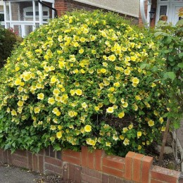 Роза Кэнэри Бёрд