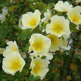 Роза Кэнэри Бёрд