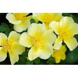 Роза Кэнэри Бёрд