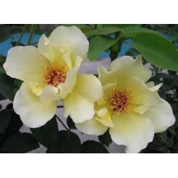 Роза Голден Вингс