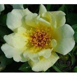 Роза Голден Вингс