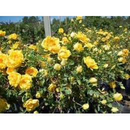 Роза Персиан Йеллоу