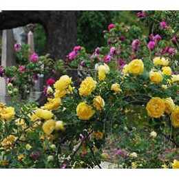 Роза Персиан Йеллоу