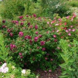 Роза Ротс Феномен