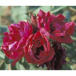 Роза Ротс Феномен