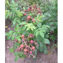 Роза Ротс Феномен