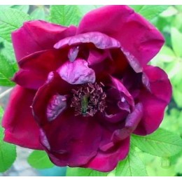 Роза Ротс Феномен