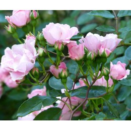 Роза Берениче