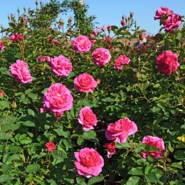 Роза Ингландс Роуз