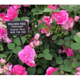 Роза Ингландс Роуз
