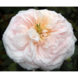 Роза Черити / Аусвевер