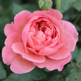 Роза Боскобель