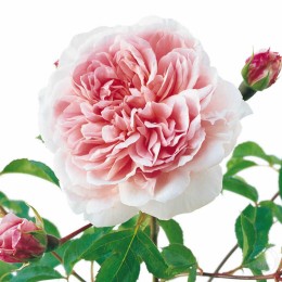 Роза Вайлдив