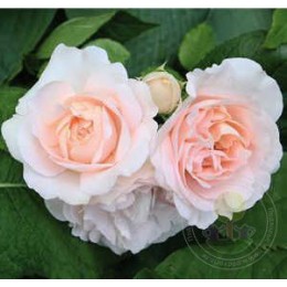 Роза Клер Ренессанс