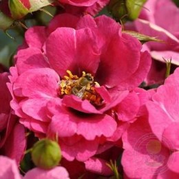 Роза Ориента Джамиля