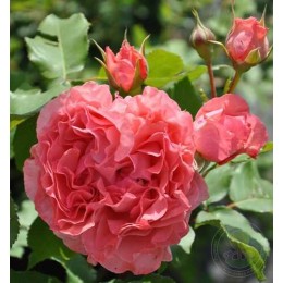 Роза Корай Желе