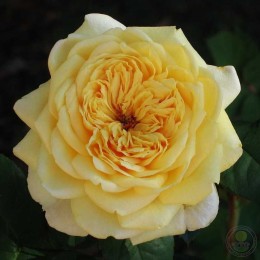 Роза Аллюкс Симфони