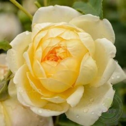 Роза Сэйнт Албан