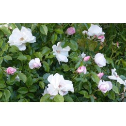 Роза Пёрл Дрифт