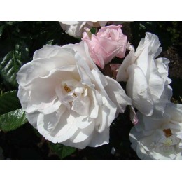 Роза Пёрл Дрифт