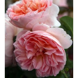 Роза Эмануэль