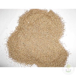 Полевица побегоносная