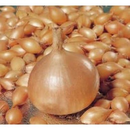 Лук-севок Штур БС20