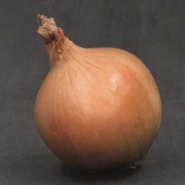 Лук-севок Штур БС20