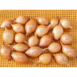 Лук-севок Стурон