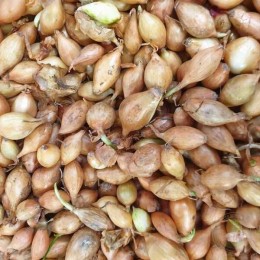 Лук-севок Румба