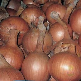 Лук-севок Румба