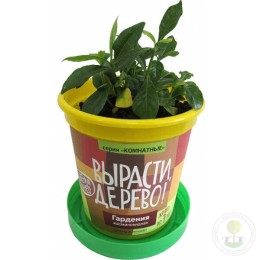 Набор "Вырасти, Дерево!" Гардения