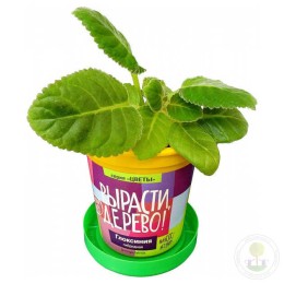 Набор "Вырасти, Дерево!" Глоксинья гибридная