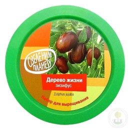 Набор "Вырасти, Дерево!" Дерево жизни зизифус