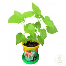 Набор "Вырасти, Дерево!" Дерево счастья катальпа