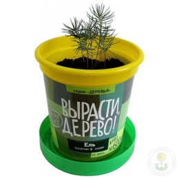 Набор "Вырасти, Дерево!" Ель колючая сизая