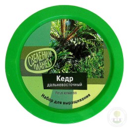 Набор "Вырасти, Дерево!" Кедр дальневосточный