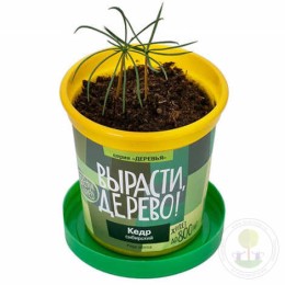 Набор "Вырасти, Дерево!" Кедр сибирский